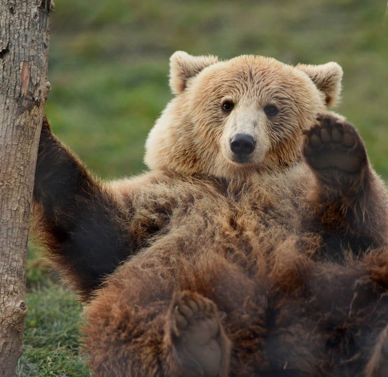 Bear Forest Prishtina