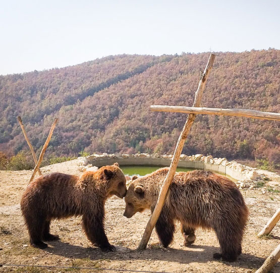 Bear Kosovo Prishtina