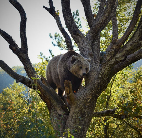 Bear forest Kosovo