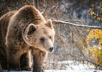 Bear sanctuary Prishtina