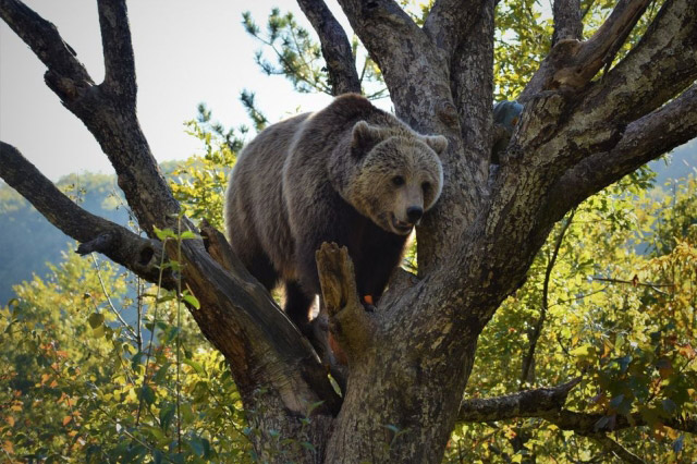 Bear Sanctury Pristina Kosovo