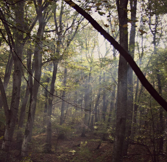 Germia forest Kosovo