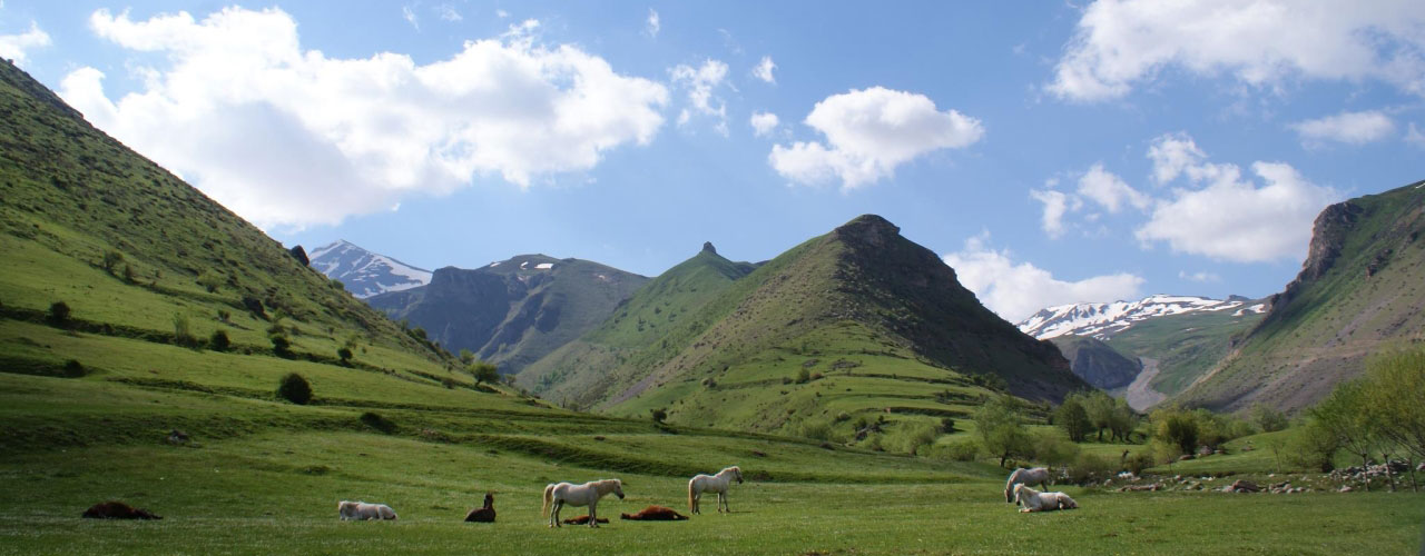 Kosovo Horses Sharr Mountains