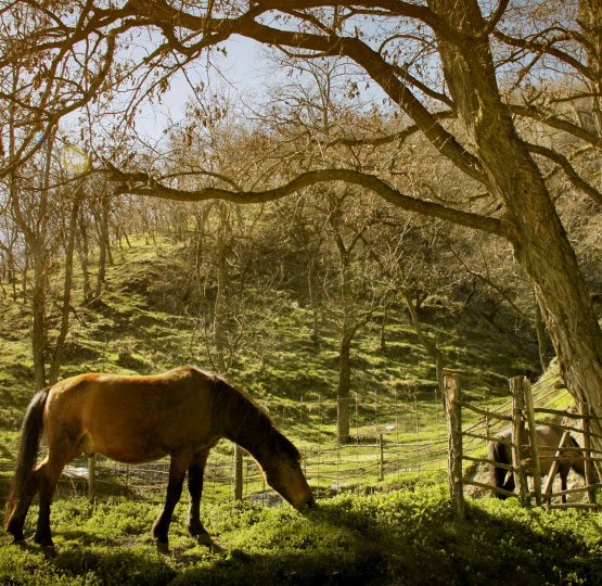 Pferde landscape Prevalla
