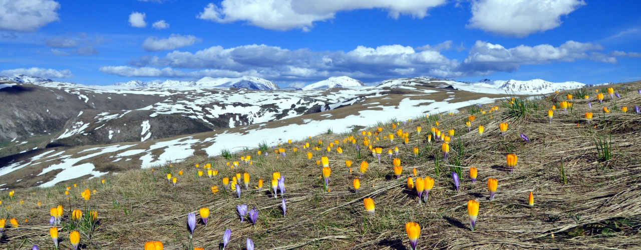 Sharr winter mountain flowers